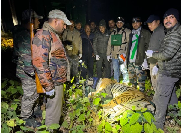 कॉर्बेट टाइगर रिजर्व में पकड़ा गया दहशत का पर्याय बना बाघ