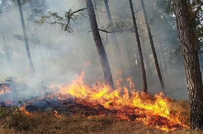 आरक्षित वनों में आग लगाने वाले सात आरोपियों को वन विभाग की टीम ने रंगेहाथ दबोचा 