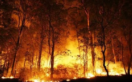 गर्मियां शुरू होते ही जंगल की आग होने लगी बेकाबू, भारी मात्रा में वन संपदा को नुकसान 