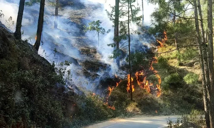 उत्तराखंड में बारिश जंगलों की आग के लिए हुई वरदान साबित