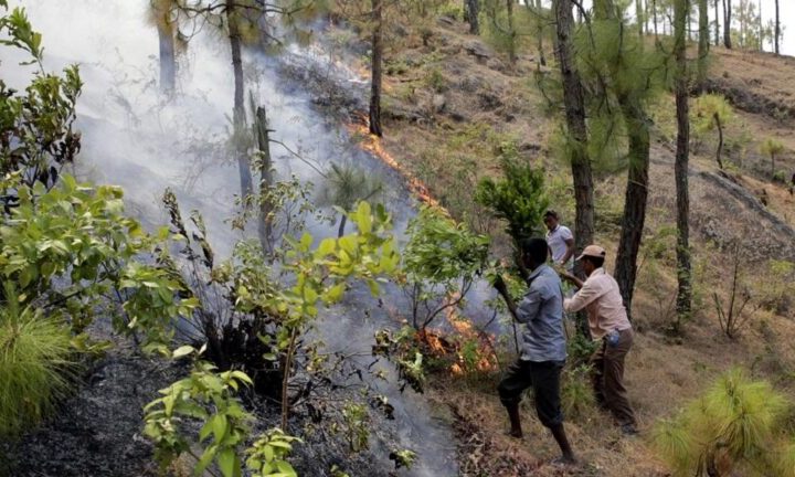 उत्तराखंड में जंगल की आग ने बरपाया कहर, लेकिन पेड़ों को नहीं पहुंचा कोई नुकसान, हैरत में पड़े अधिकारी  