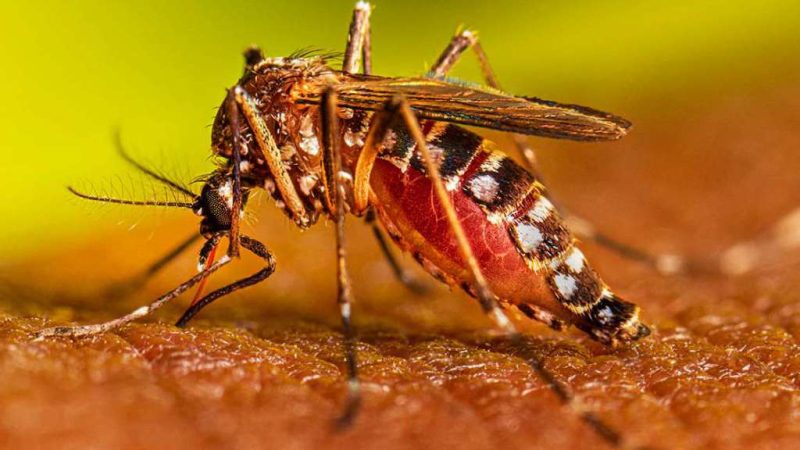 पूरे प्रदेश में डेंगू व चिकनगुनिया रोग की रोकथाम के लिए चलाया जाएगा महाभियान