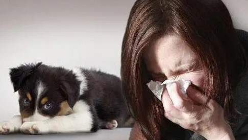 पालतू जानवरों से है एलर्जी? जानिए इसके इलाज के तरीके और अन्य जरूरी बातें