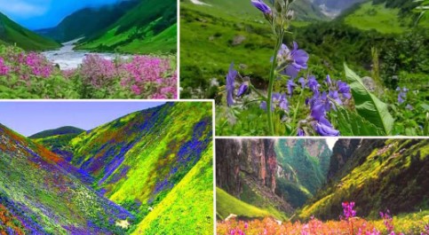 1 जून को पर्यटकों के लिए खुलेगी विश्व प्रसिद्ध फूलों की घाटी, ये रहेगा शुल्क