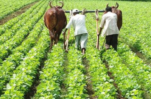 एफपीओ किसानों की उन्नति के पर्याय